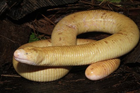 A young adult Giant Amphisbaenid