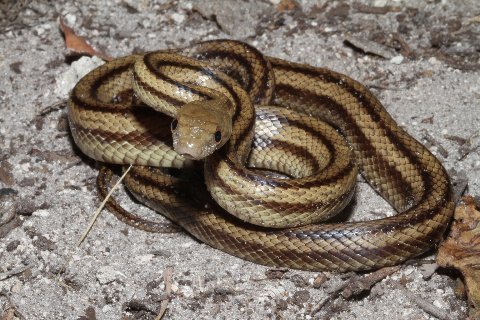 This is a typically colored subadult yellow rat snake from northcentral Florida