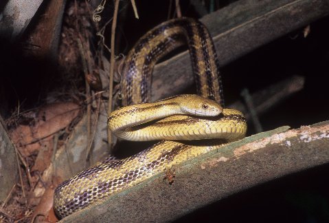 Adult yellow rat snake in a palm tree, Alachua County, FL
