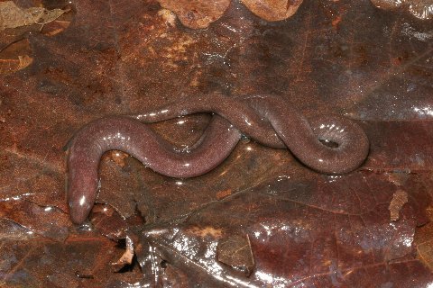 One-toed amphiuma are the color of dead leaves and mud