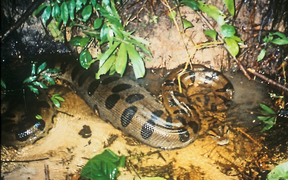 anaconda size