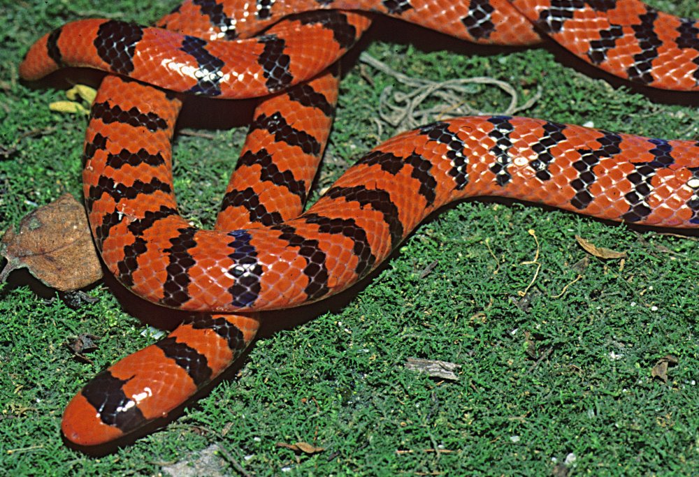kingsnake blog  Blog - Coral Pipe Snake