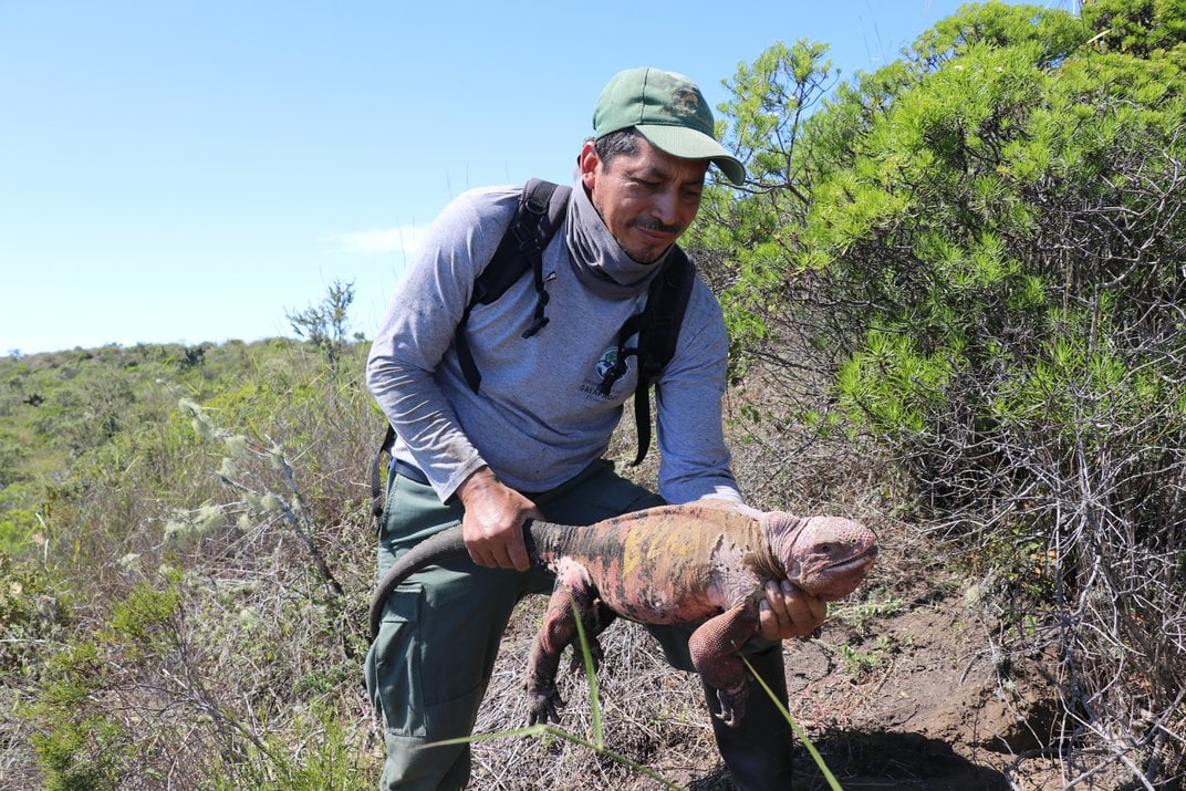 A researcher with an adult pink iguana Galápagos Conservancy / Galápagos National Park Directorate