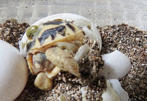 Indian Star Tortoise hatching