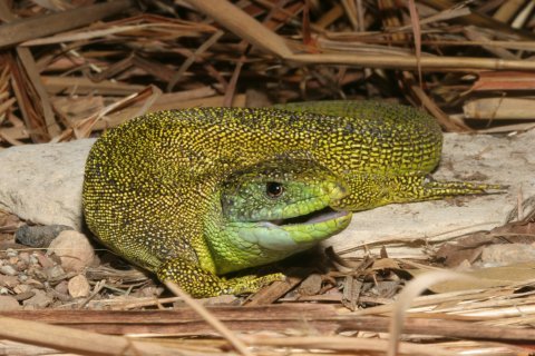 Beautiful though they may be, the powerful jaws of male Western (European) Green Lizards can pinch hard.