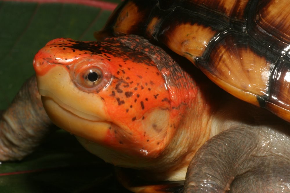 bogstaveligt talt drikke tykkelse kingsnake blog Kingsnake.com Blog - Red-cheeked Mud Turtle