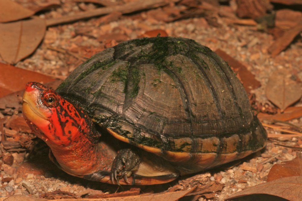 bogstaveligt talt drikke tykkelse kingsnake blog Kingsnake.com Blog - Red-cheeked Mud Turtle