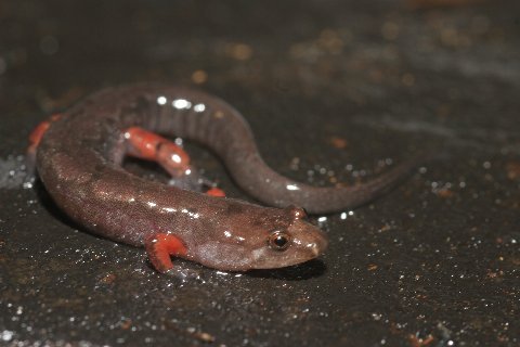 Ocoee Salamanders having red legs, mimics of the poisonous Plethodon shermani, are well known.