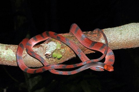 A Red Vine Snake at home in the Peruvian Rain Forest.