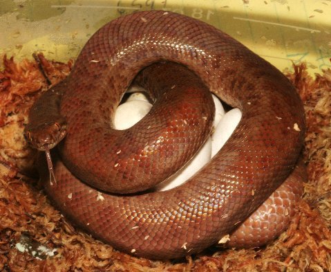 Incubating female anthill python