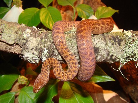 Male anthill python