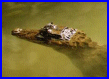 Caiman crocodilus chiapasius