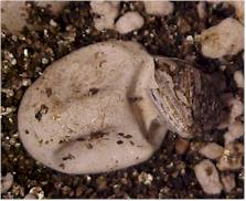 pair of bearded dragons during copulation.