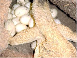 Bearded Dragon Breeding Season