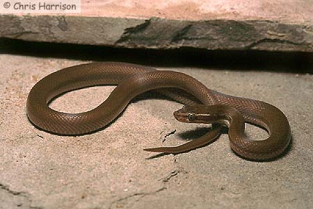 olive house snake