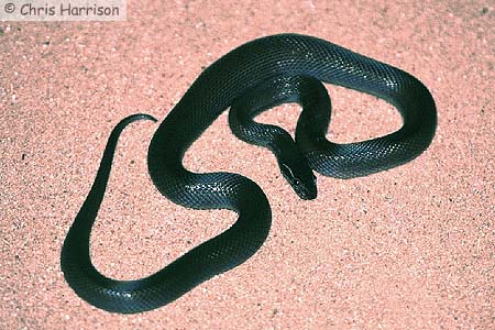 Mole Snake The Beautiful...