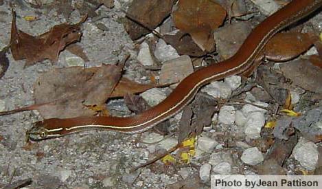 Striped House Snake - courtesy of Kelly Brown