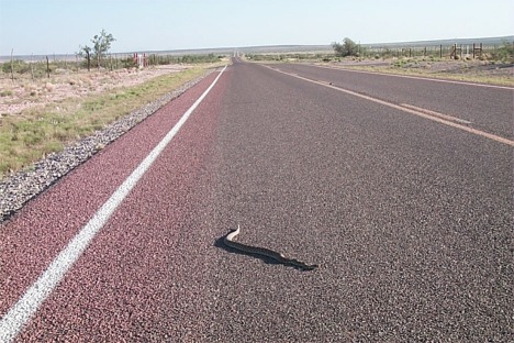 Diamondback crossing road early in the AM