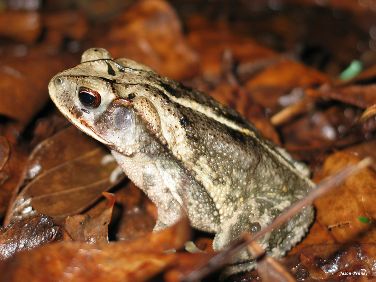 Gulf Coast Toad Diet