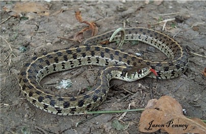 Checkered Garter Snake