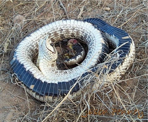 Mexican Hognose