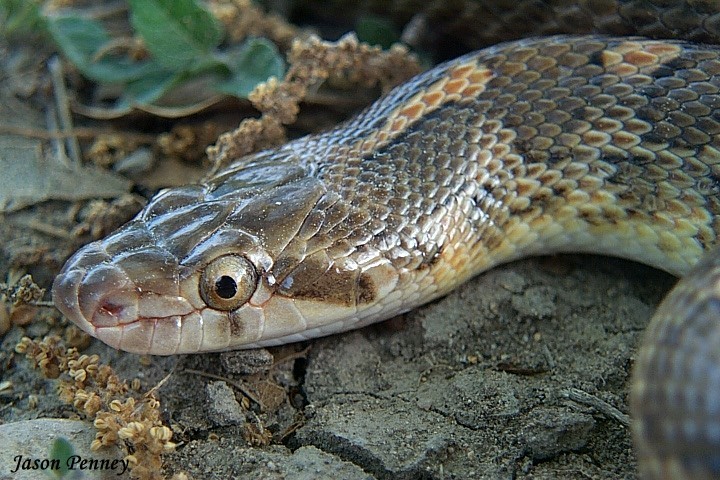 Glossy snake