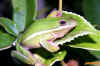 greentreefrog.jpg (114435 bytes)