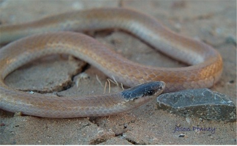 The above snake was found 20 miles North ofSierra Blanc