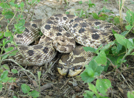 Mexican Hognose Snake, Hognose Snake