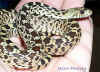 juvenile Bullsnake found in Reeves County (Near Balmorea)