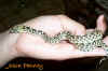 juvenile Gopher snake found in Hudspeth County