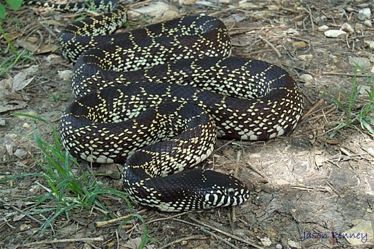 king snake california