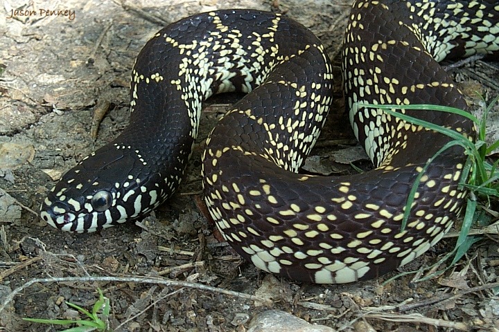 Desert Kingsnake, Kingsnake