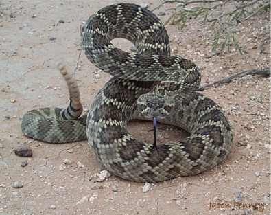 Mojave Rattle Snake