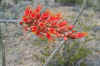 Ocotillo in Bloom