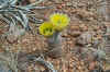 Texas Rainbow Cactus in Bloom