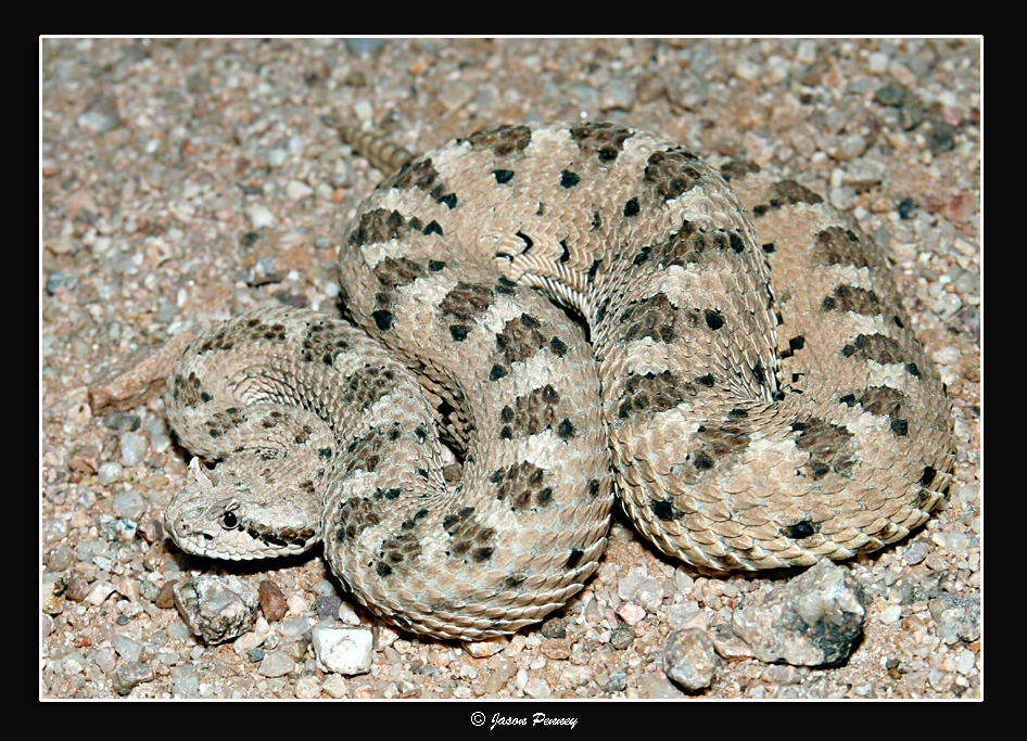 Sonoran Sidewinder Crotalus