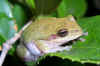 treefrog2.jpg (107977 bytes)