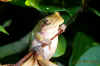 treefrog.jpg (89766 bytes)