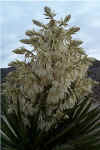 Yucca in Bloom