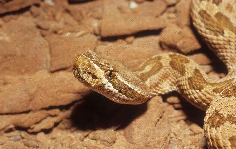 Call it what you choose, this population contains some of our prettiest rattlesnakes.