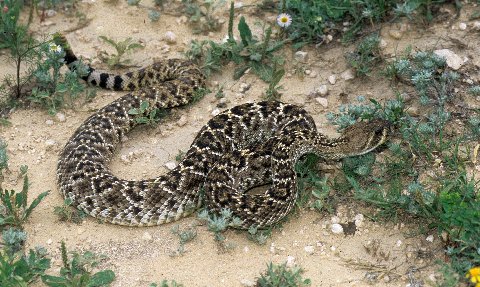Western Diamondbacks are pretty and usually very defensive<br>
.