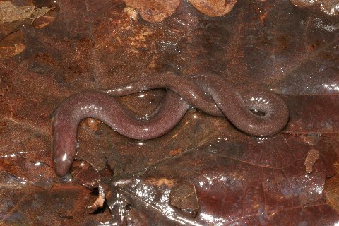One-toed amphiuma are the color of dead leaves and mud