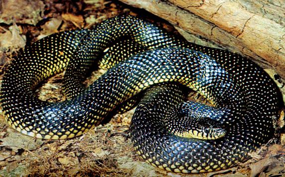 What is a physical description of the king snake?