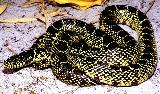 Lampropeltis getula - Common Kingsnakes