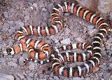 Lampropeltis pyromelana - Arizona  Mountain Kingsnakes 