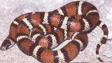 Lampropeltis triangulum - Milk Snakes