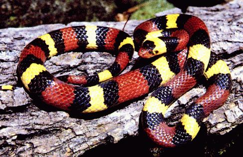 What is a physical description of the king snake?