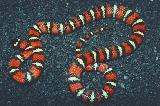 Lampropeltis zonata - California Mountain Kingsnakes