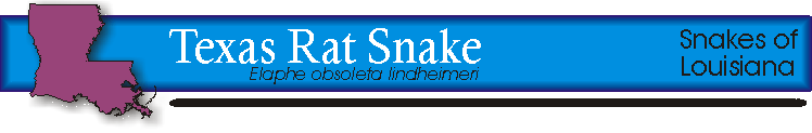 Texas rat snake title.gif (10241 bytes)